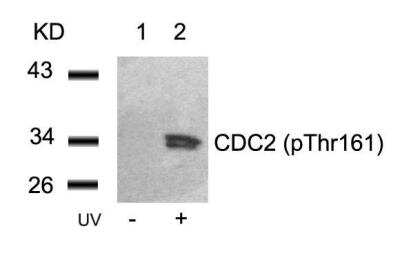 Western Blot: CDC2/CDK1 [p Thr161] Antibody [NB100-81837]